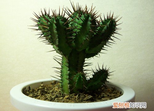 仙人掌要浇水吗 仙人掌怎么养