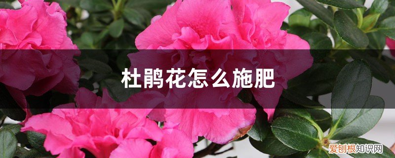 杜鹃花怎么施肥施什么肥 杜鹃花怎么施肥