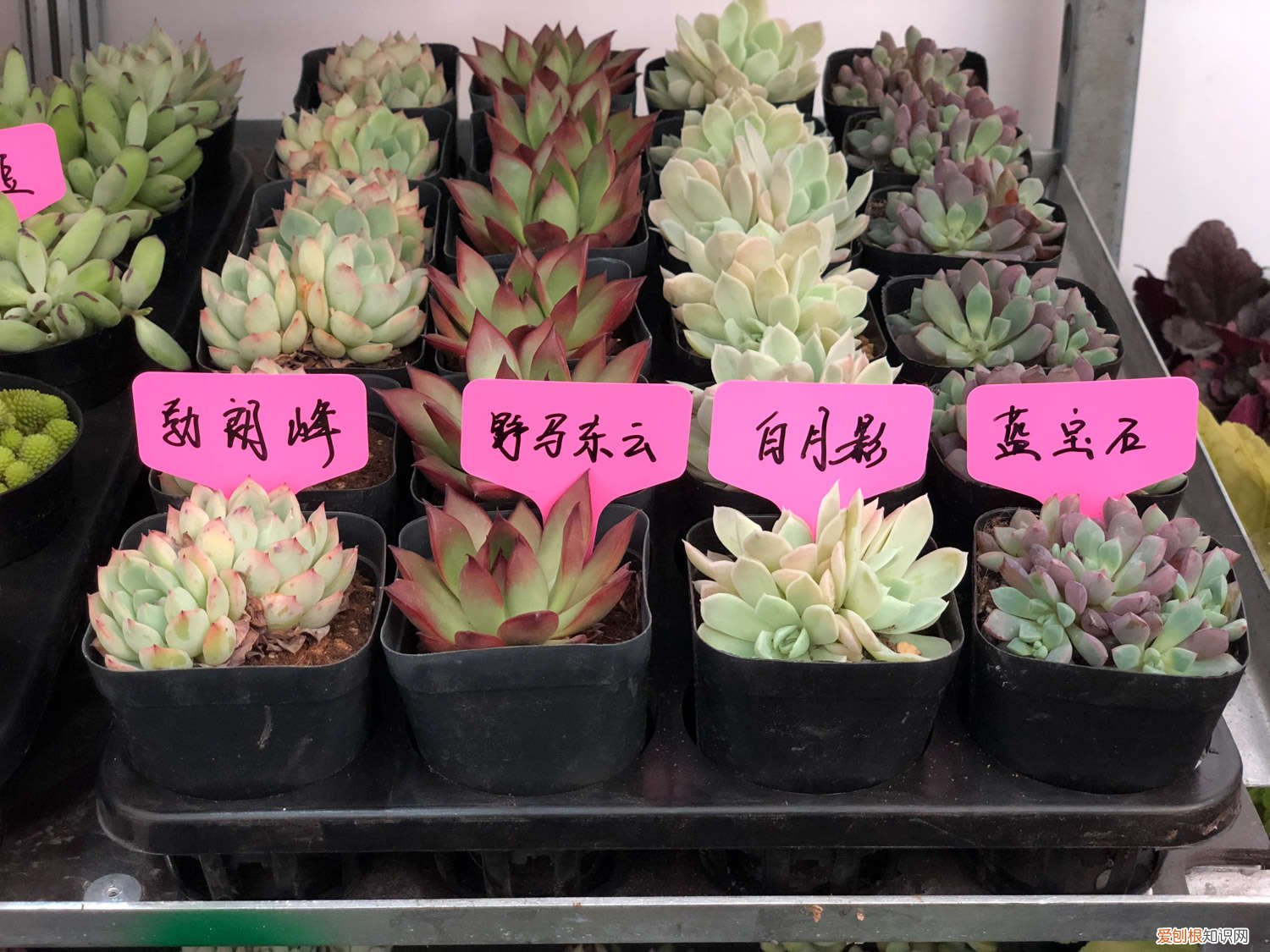多肉开花会死 多肉开花后，赶紧咔嚓1刀，否则立马全死光！