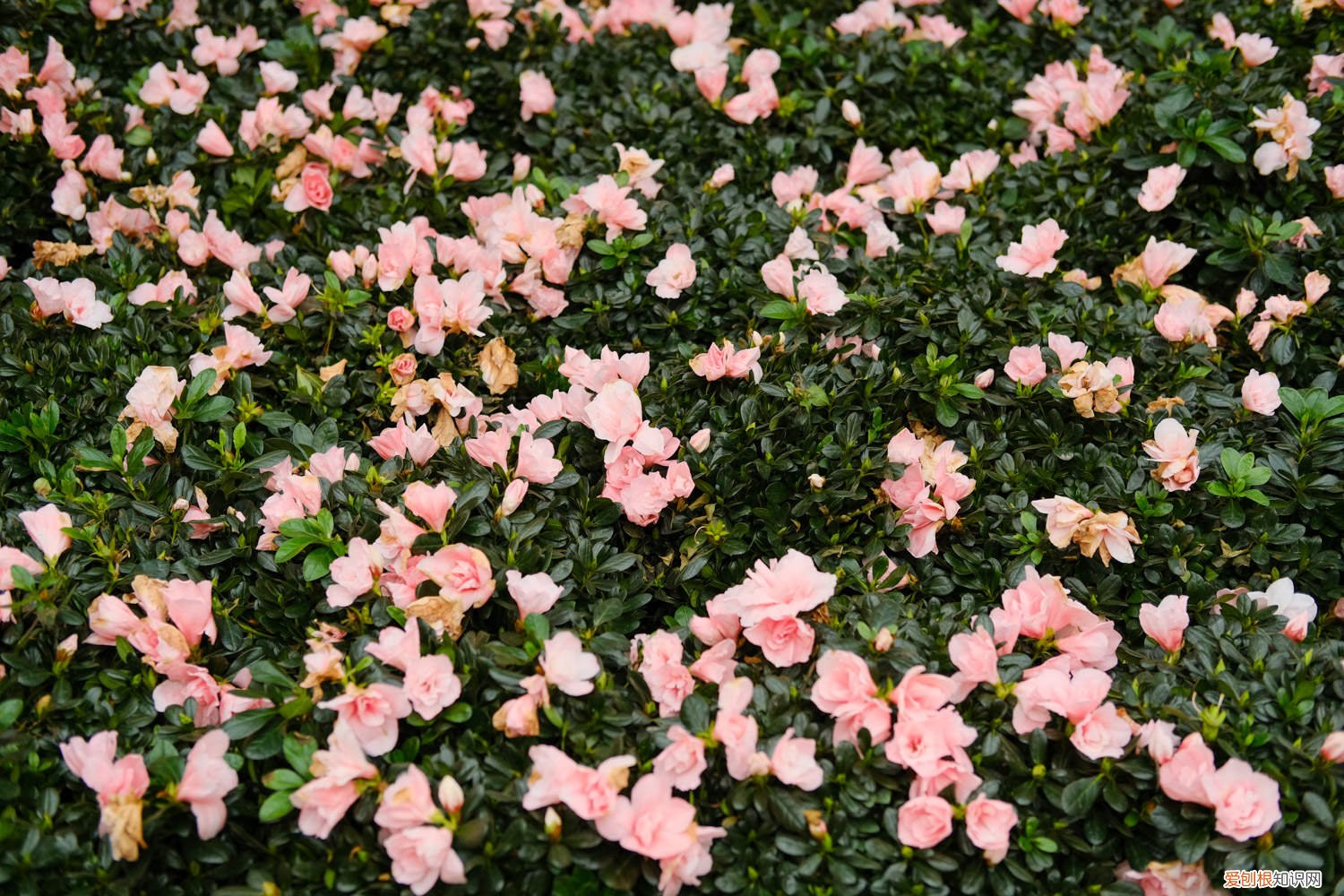杜鹃花的养法 养好杜鹃花的秘诀