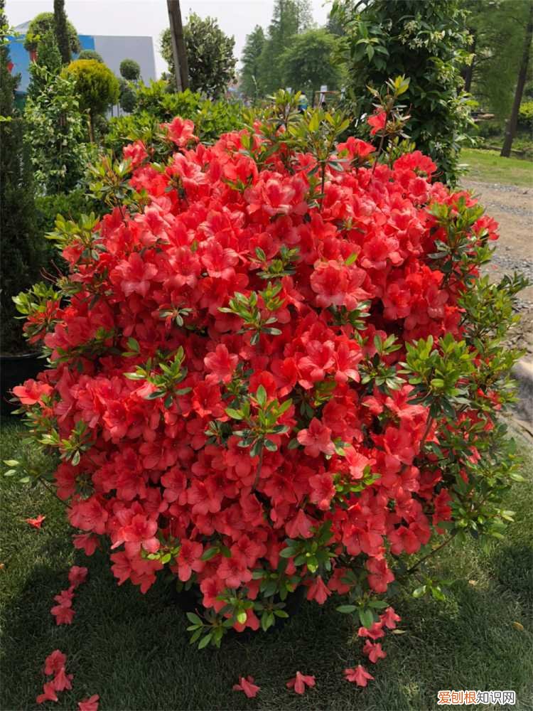 怎么能让杜鹃花开花 如何让杜鹃花四季开花