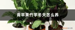 青苹果竹芋叶子黄了怎么办 青苹果竹芋冬天怎么养，叶子枯萎了怎么办