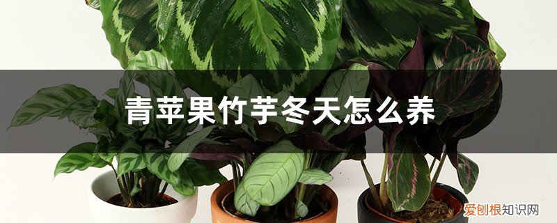 青苹果竹芋叶子黄了怎么办 青苹果竹芋冬天怎么养，叶子枯萎了怎么办