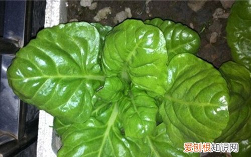 莙达菜有哪些食疗作用莙达菜家常做法分享