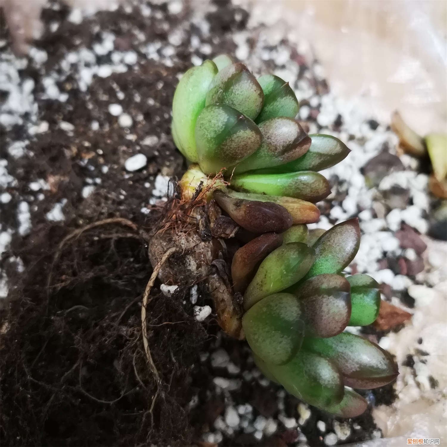 多肉用外面挖的土可以吗 养多肉还买土？门口挖点掺上它，1分钱不花爆10盆！