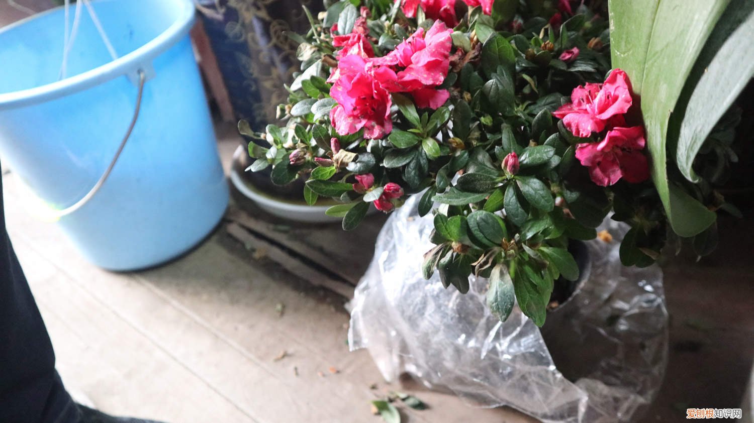 杜鹃花用什么土好养 杜鹃花用什么土好