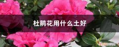 杜鹃花用什么土好养 杜鹃花用什么土好