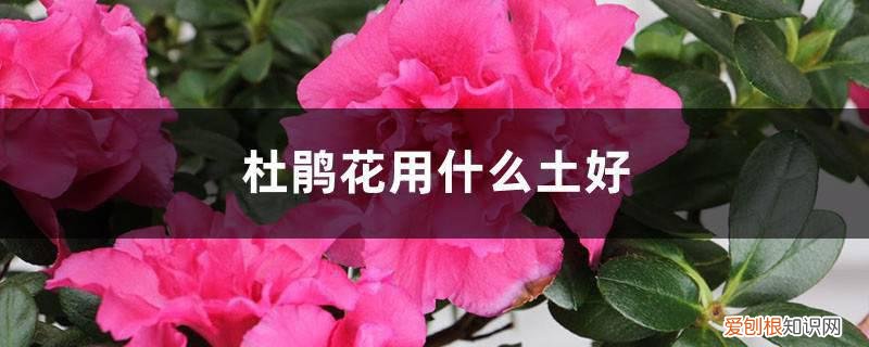 杜鹃花用什么土好养 杜鹃花用什么土好