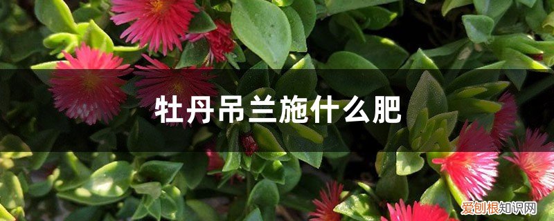 复合肥可以浇牡丹吊兰吗 牡丹吊兰施什么肥