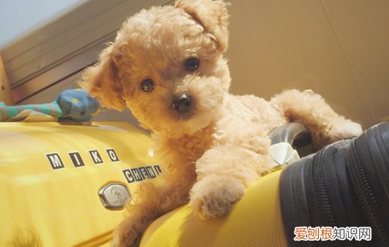 泰迪幼犬拉稀怎么办 泰迪幼犬拉稀解决办法