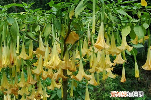 曼佗罗花资料大全 曼佗罗花可以放在室内吗