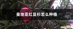 曼地亚红豆杉种植对通风要求 曼地亚红豆杉怎么种植