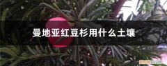 曼地亚红豆杉喜欢什么土壤 曼地亚红豆杉用什么土壤