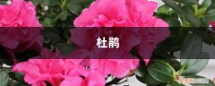 100年的杜鹃开花千朵，15年的三角梅8层楼高，咋养的？