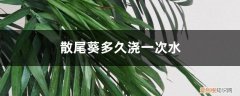 散尾葵第一次浇几斤水 散尾葵多久浇一次水