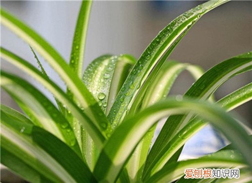 冬天的花有哪些是红色的 冬季养花要注意哪些问题