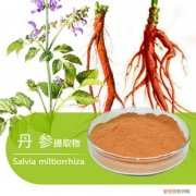 红丹参要怎么吃 红丹参有哪些功效与作用