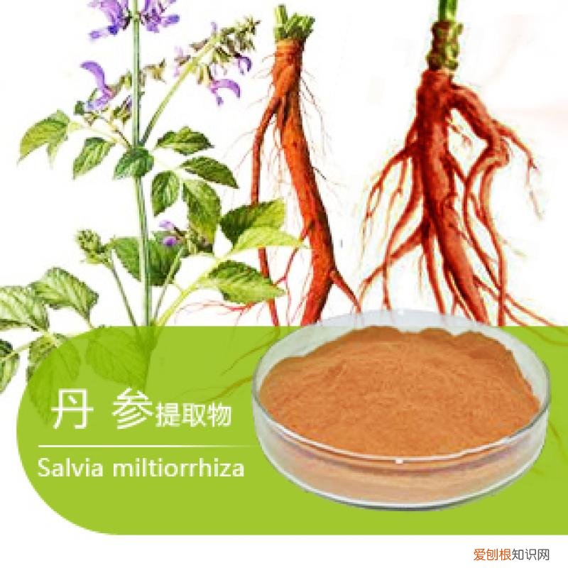 红丹参要怎么吃 红丹参有哪些功效与作用
