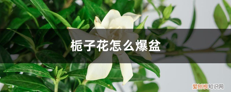 栀子花怎么爆盆什么时候修剪栀子花合适 栀子花怎么爆盆