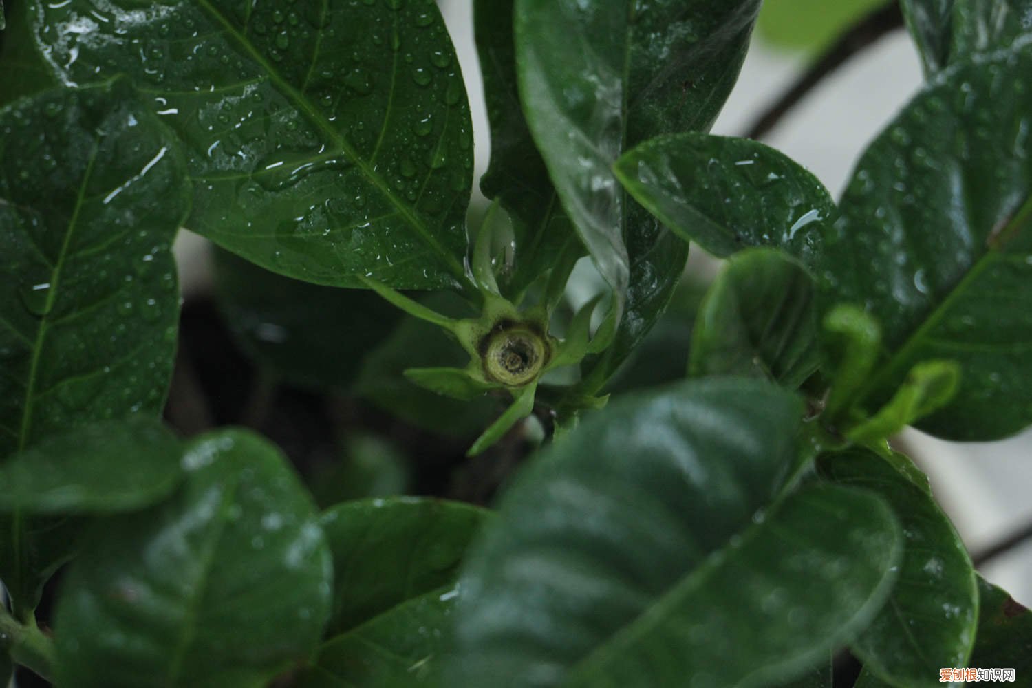 栀子花啤酒能浇花吗? 栀子花可以浇啤酒吗
