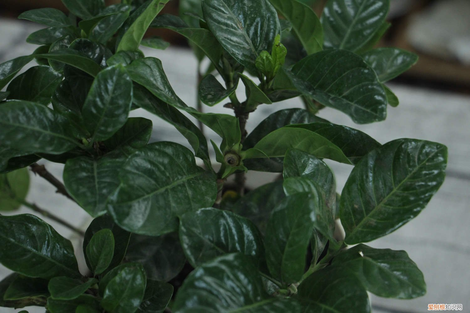 栀子花怎么养长得快 栀子花怎么养才长得好