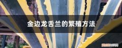 金边龙舌兰怎么移栽 金边龙舌兰的繁殖方法