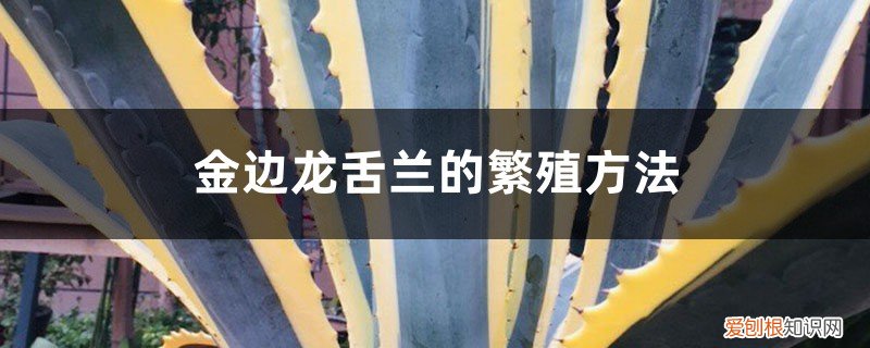 金边龙舌兰怎么移栽 金边龙舌兰的繁殖方法