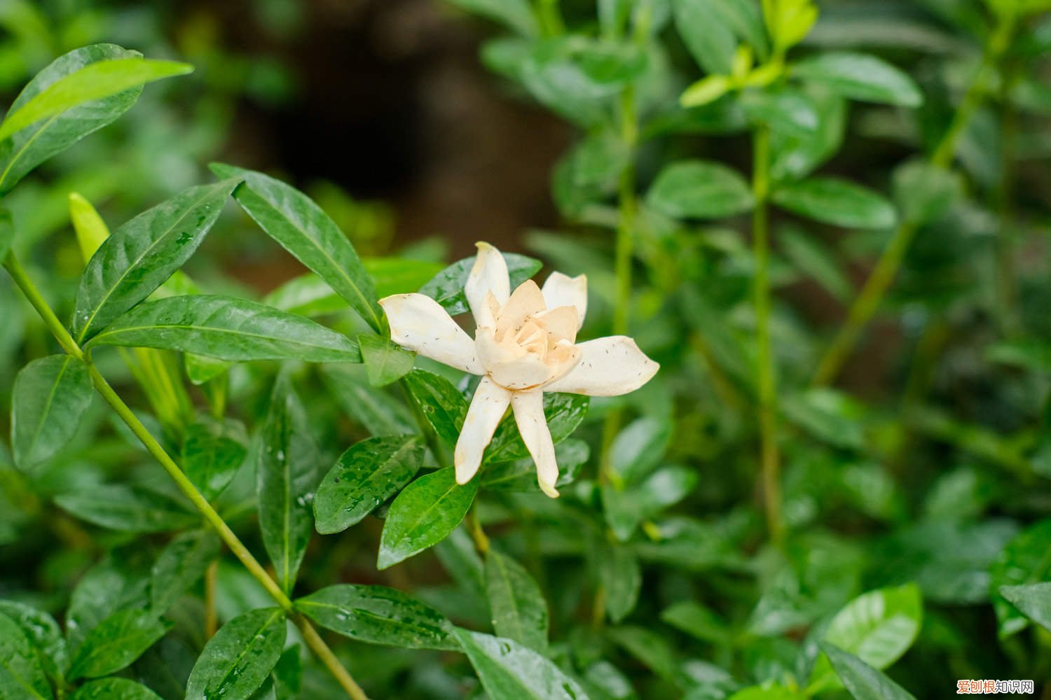 栀子花能用醋浇吗 栀子花可以用醋浇吗