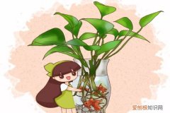 放鱼缸水培的植物 水培瓶里放条鱼，根肥叶绿不招虫！