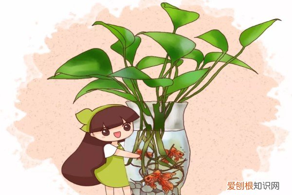 放鱼缸水培的植物 水培瓶里放条鱼，根肥叶绿不招虫！