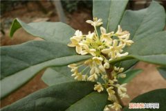 日香桂花嫁接修剪 日香桂怎么修剪