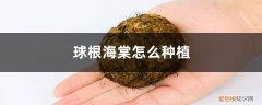 球根海棠地栽 球根海棠怎么种植，用什么土种植