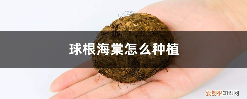 球根海棠地栽 球根海棠怎么种植，用什么土种植