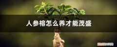 人参榕怎样养根 人参榕怎么养才能茂盛，如何养根