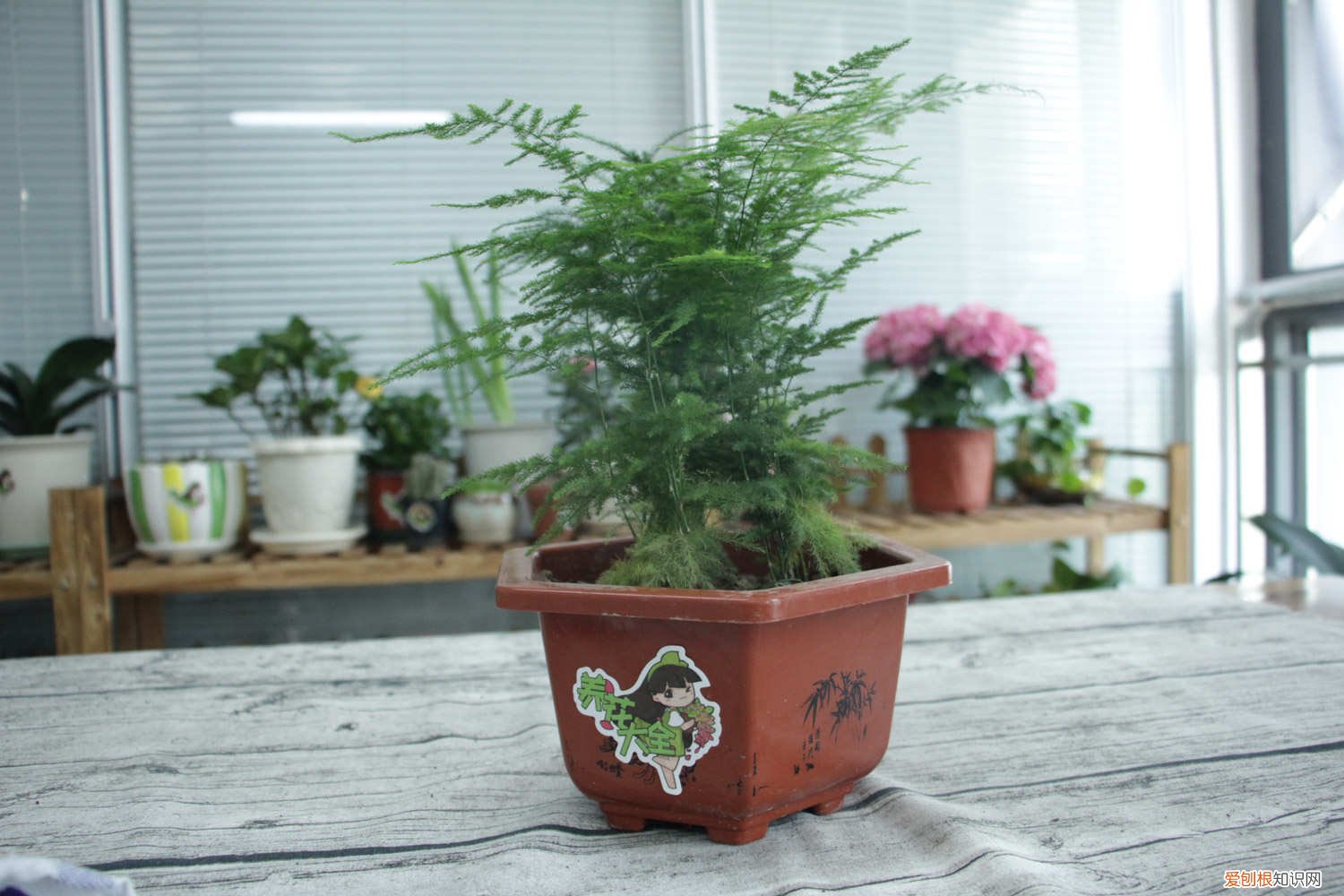 文竹养到开花 60岁的老花农这样养文竹，不仅年年开花，还结满了种子！