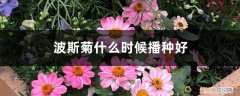 波斯菊什么时候播种好呢 波斯菊什么时候播种好
