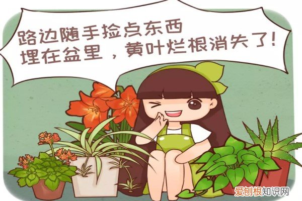 路边的破花盆能捡吗 路边捡点小东西,养花不烂根,噌噌开爆盆!