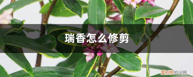 瑞香怎么修剪,什么时候修剪最好呢 瑞香怎么修剪,什么时候修剪最好