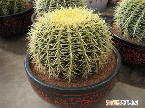 仙人球有毒吗 仙人掌有什么作用