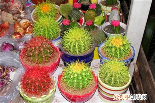 仙人球有毒吗 仙人掌有什么作用