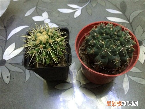 仙人球有毒吗 仙人掌有什么作用