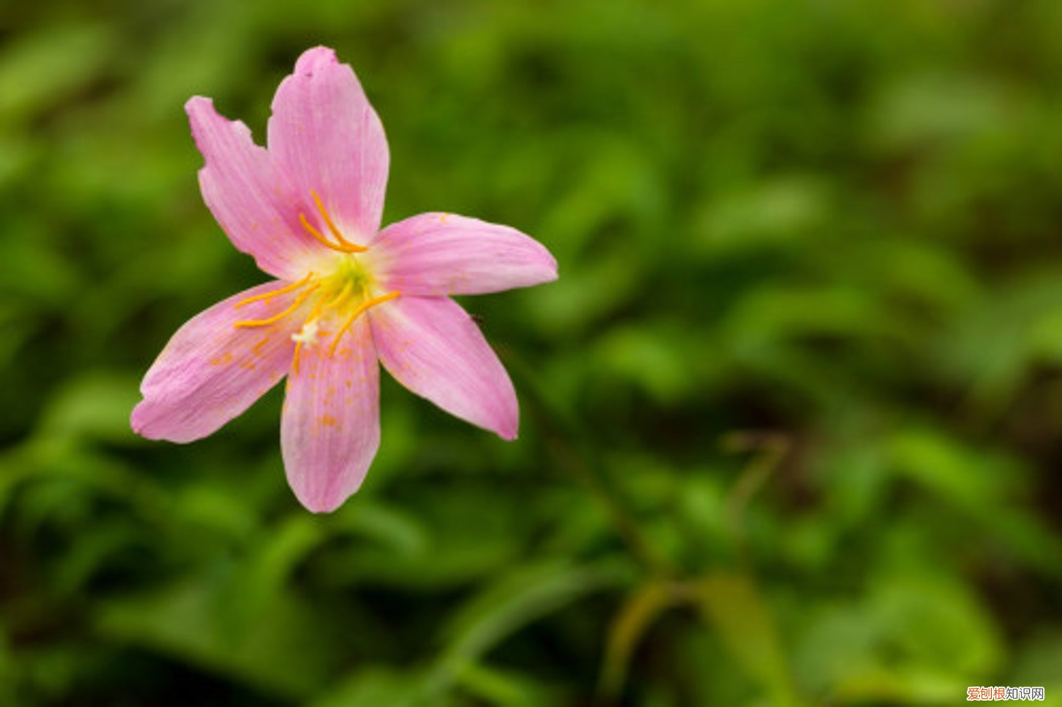风雨兰种多久才会开花 风雨兰怎么能开花多