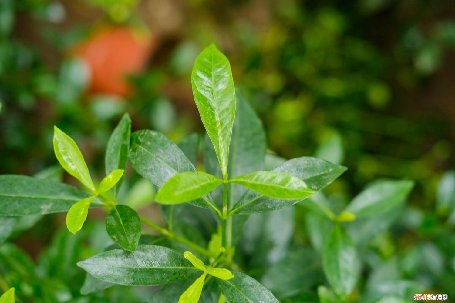 栀子花怎么养长的快 栀子花怎么养才长得快