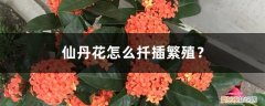 蓝花丹怎么扦插 仙丹花怎么扦插繁殖？