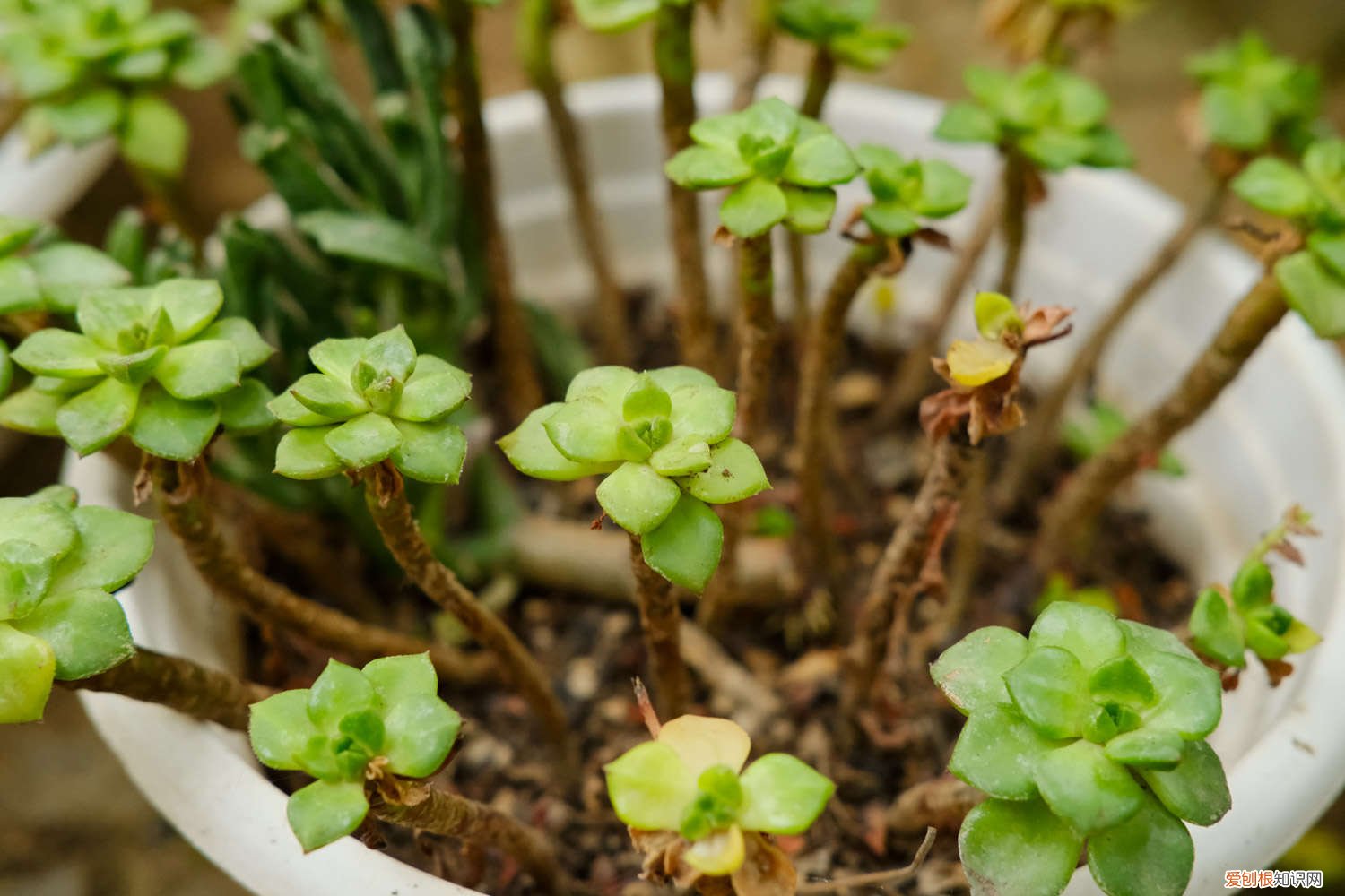 多肉种植技术视频 多肉种植技术