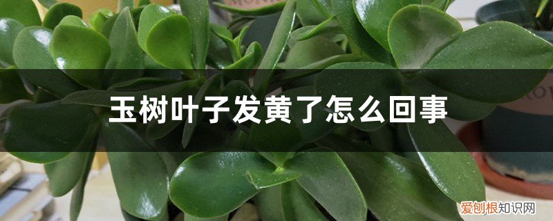 玉树叶子发黄了怎么回事,有什么解决方法吗 玉树叶子发黄了怎么回事，有什么解决方法