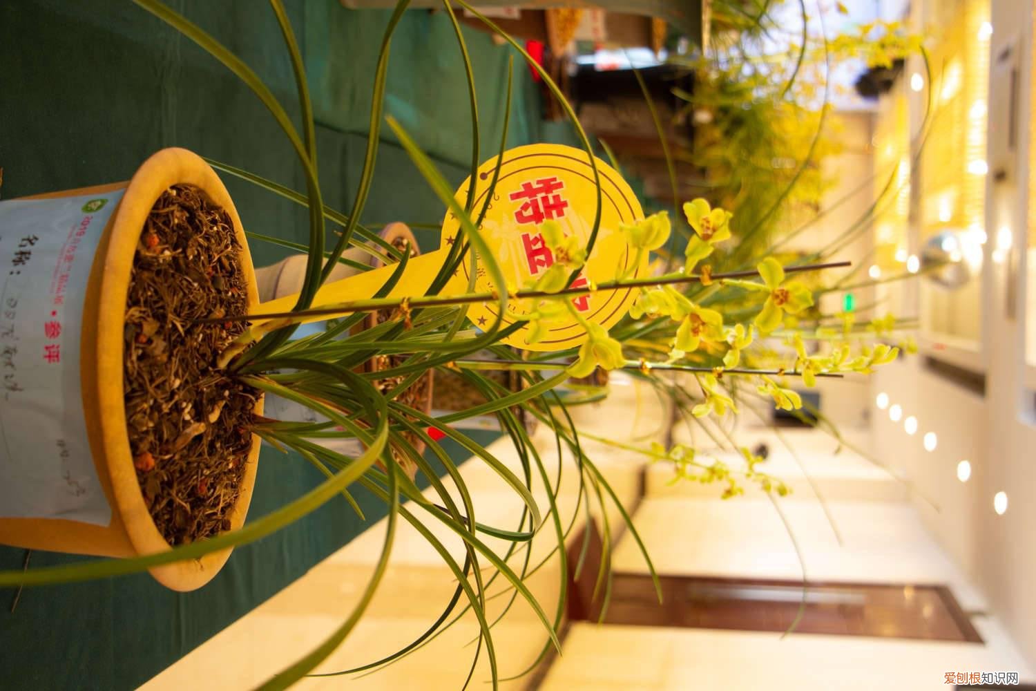 兰花叶子发黄是咋回事 兰花叶子发黄是什么原因，该怎么处理