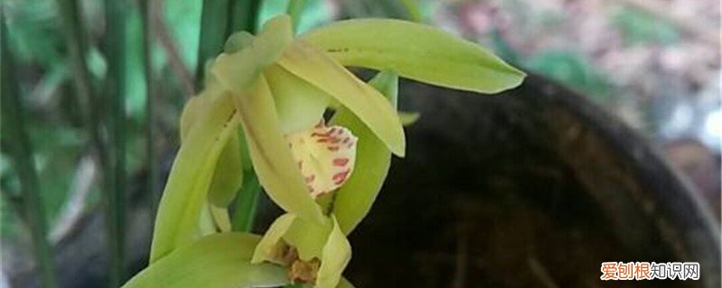 兰花叶子发黄是咋回事 兰花叶子发黄是什么原因，该怎么处理