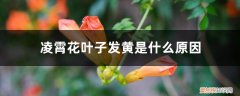 凌霄花冬天的叶子会变黄吗 凌霄花叶子发黄是什么原因，怎么办