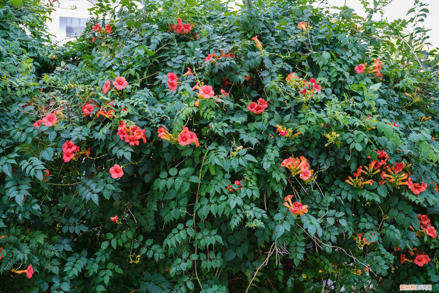 凌霄花冬天的叶子会变黄吗 凌霄花叶子发黄是什么原因，怎么办